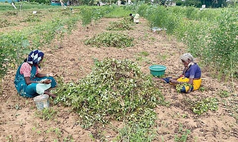 வேப்பனப்பள்ளியில் மானாவாரி நிலத்தில் நிலக்கடலை அறுவடை செய்யும் பணியில் ஈடுபட்டுள்ள பெண்கள்.