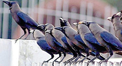 இயற்கையிடமிருந்தும் கற்போம்...