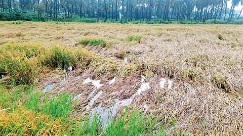 தோவாளை பகுதியில் கனமழையில் மூழ்கிய நெற்பயிர்கள் மீண்டும் முளைத்து அறுவடை செய்ய முடியாதை நிலையில் உள்ளன