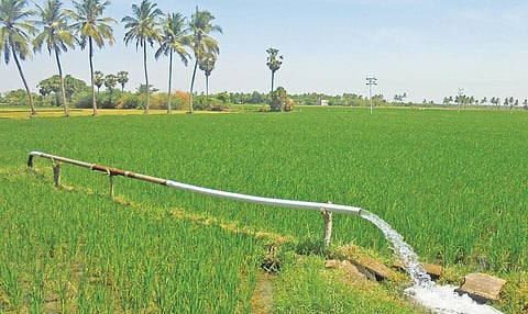விழுப்புரம் அருகே பில்லூர் பகுதியில் செழித்து வளர்ந்துள்ள நெற்பயிர்களுக்காக பாய்ந்து வரும் நிலத்தடி நீர்.