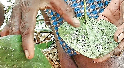 வெற்றிலையில் மாவுப் பூச்சி தாக்குதல்... வாடி வதங்கும் விவசாயிகள்! - அரசு நிவாரணம் வழங்க எதிர்பார்ப்பு