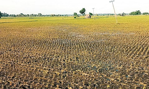 திருவிடைமருதூர் வட்டம் குறிச்சியில் நோய் தாக்குதலால் தீயில் கருகியது போல மாறிய நெற்பயிர்.