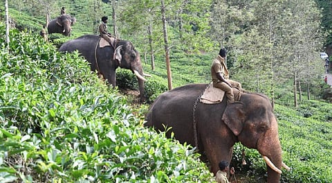 பந்தலூரில் காட்டு யானைகளை விரட்ட கும்கிகள் வரவழைப்பு