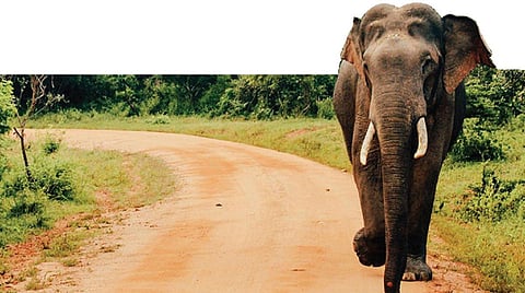 கோத்தகிரியில் நூற்றுக்கணக்கான பலா மரங்கள் வெட்டி சாய்ப்பு: கேள்விக்குறியான யானைகளின் வாழ்வாதாரம்