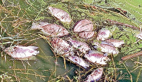 ஏரியில் இறந்து மிதந்த மீன்கள்.