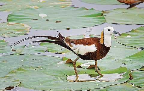 தாமரைக்கோழி