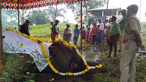 வயது முதிர்வு காரணமாக தெப்பக்காடு யானை முகாமில் மூர்த்தி என்ற மக்னா யானை உயிரிழந்தது.