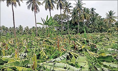 நாமக்கல் மாவட்டம் பரமத்தி வேலூர் அருகேயுள்ள கொந்தளம் கிராமத்தில் மர்ம நபர்களால் வெட்டி சாய்க்கப்பட்ட வாழை மரங்கள்.