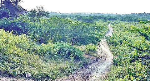 வாணியம்பாடி அடுத்த நாகல் ஏரியில் காடுபோல் வளர்ந்துள்ள சீமைக்கருவேல மரங்கள். | படம். ந.சரவணன்.