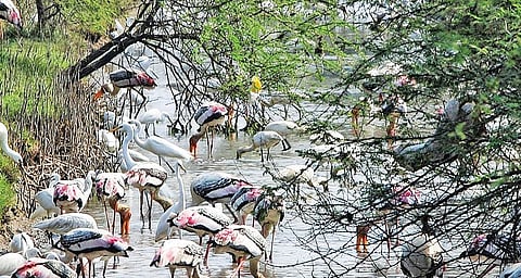 கழுவெளி பறவைகள் சரணாலயம் அமைய உள்ள பகுதி.