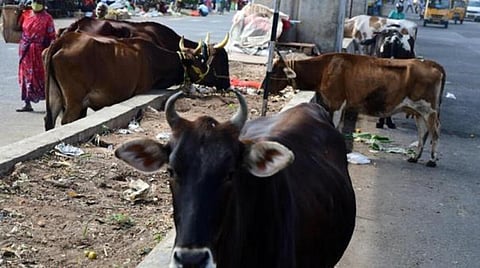 சாலையில் திரியும் மாடுகளை பிடிக்கும் பணியில் மாநகராட்சியுடன் இணைந்த காவல் துறை