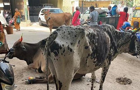திருவல்லிக்கேணி பார்த்தசாரதி கோயில் முன்பு சாலையில் சுற்றித்திரியும் மாடுகளை பிடிக்க வாகனத்துடன் மாநகராட்சி பணியாளர்கள்