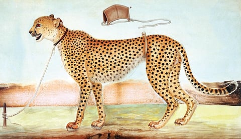 தஞ்சாவூர் சரபோஜி ராஜாவின் ஓவியர்கள் 1802இல் வரைந்த சிவிங்கிப்புலி ஓவியம். படம்: The British Library Board, NHD/1036