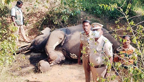 ஜவளகிரி காப்புக்காடு கக்கமல்லேஸ்வரம் கோயில் பகுதியில் துப்பாக்கியால் சுட்டுக் கொல்லப்பட்ட யானை .