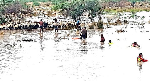 விளாத்திகுளம் அருகே மாவிலோடை பெரிய கண்மாயில் வெள்ளத்தில் சிக்கிய ஆடுகளை தீயணைப்பு வீரர்கள் மீட்டனர்.