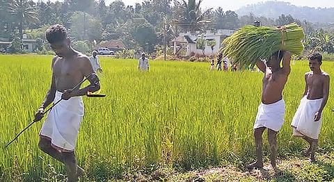 பழங்குடியினர் கொண்டாடும் நெல் திருவிழா: கூடலூரில் கடவுளுக்கு நன்றி தெரிவிக்கும் வழிபாடு!