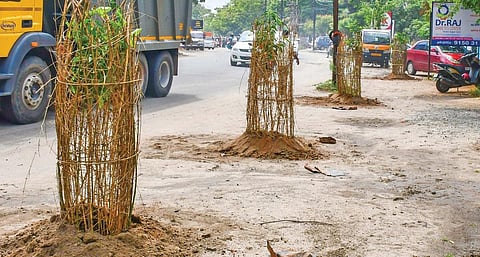 திருச்சி ஆட்சியர் அலுவலகத்திலிருந்து ராஜா காலனி செல்லும் வழியில், சாலைக்கும் தனியார் இடத்துக்கும் இடையே 15 அடிக்கு மேல் இடம் இருக்கும் நிலையில், சாலையை ஒட்டியே மரக்கன்று நடப்பட்டுள்ளது. சாலை அகலப்படுத்தும் போது இந்த மரக்கன்றுகள் அகற்றப்பட வாய்ப்பு உள்ளது. | படம்: ர.செல்வமுத்துகுமார்