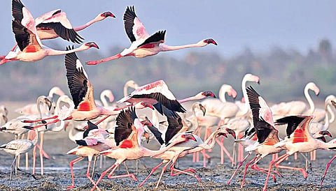 பழவேற்காடு ஏரியில் பூ நாரை உள்ளிட்ட வெளி நாட்டு மற்றும் உள்நாட்டுப் பறவைகள் ஆயிரக்கணக்கில் குவிந்து வருகின்றன.
