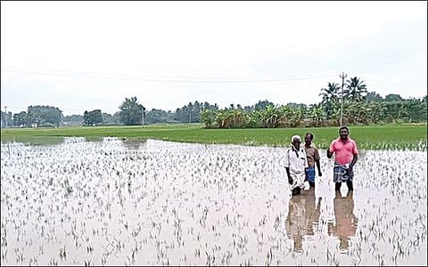 கனமழை காரணமாக கரூர் மாவட்டம் கிருஷ்ணராயபுரம் அருகேயுள்ள மேலமாயனூர் பகுதியில் வயலில் நீரில் மூழ்கியுள்ள நெற்பயிர்கள்.