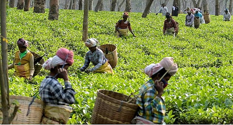 தேயிலைத் தோட்ட தொழிலாளர்களுக்கு 20% போனஸ்: முதல்வர் ஸ்டாலின் உத்தரவு