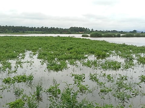 வைகைஅணையின் நீர்மட்டம் முழுக்கொள்ளவை நெருங்கி உள்ளதால் தேனி அரப்படித்தேவன்பட்டியில் உள்ள வயல்களுக்குள் புகுந்த அணைநீர். | படம்: என்.கணேஷ்ராஜ்