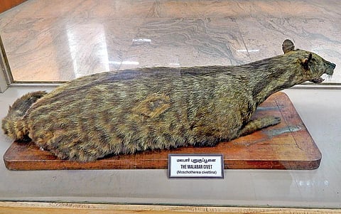மலபார் புனுகு பூனை (Malabar Civet)