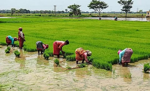 இயற்கை விவசாயம் மண் வளம் கூட்டும்!