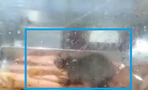 ஸ்டான்லி மருத்துவமனையில் பஜ்ஜி, போண்டாவை சாப்பிடும் எலி: வீடியோ வைரலானதால் உணவகத்தை மூட டீன் உத்தரவு