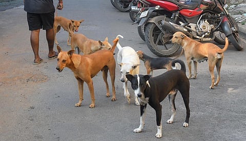 தெருநாய் கடியால் பாதிக்கப்பட்டவர்களுக்கு ரூ.10,000 இழப்பீடு வழங்க வேண்டும்: பஞ்சாப்-ஹரியாணா அரசுகளுக்கு உயர் நீதிமன்றம் உத்தரவு