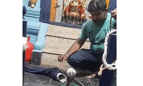திருப்பரங்குன்றம் அருகே கோயிலுக்குள் நுழைந்த 5 அடி கருநாகப் பாம்பு பத்திரமாக மீட்பு