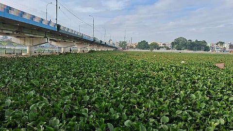 வைகை நதியில் பரவியுள்ள ஆகாயத் தாமரை செடிகள்.