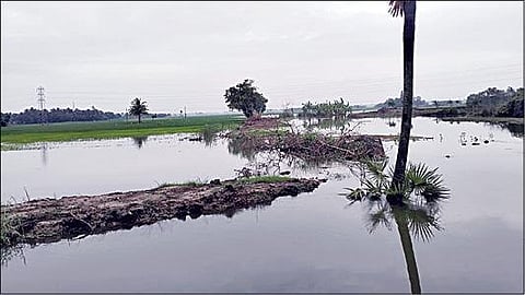 கடலூர் மாவட்டம் சேத்தியாத்தோப்பு அருகேயுள்ள சின்ன குப்பம் பகுதியில் நீரில் மூழ்கியுள்ள நெற்பயிர்கள்.