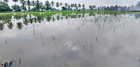 திருவாரூர் மாவட்டம் நன்னிலம் அருகே சேங்கனூர் வயலில் மழைநீரில் மூழ்கியுள்ள சம்பா பயிர்கள்.