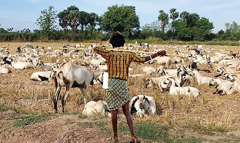 திண்ணைப் பேச்சு 27: மாந்தோப்பும் கீதாரிகளும்