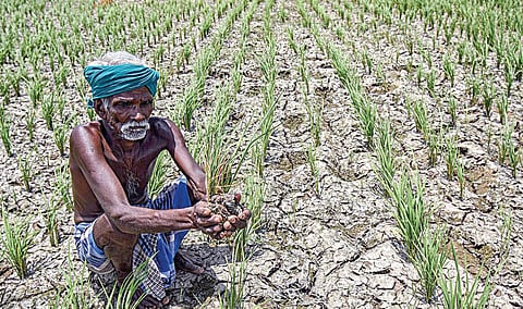 பருவமழைக் குறைவின் தாக்கம்: பாதிப்புக்கு உள்ளாகும் விவசாயம்
