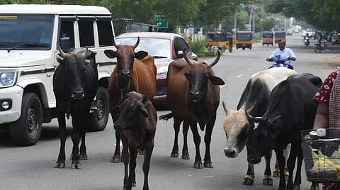 சாலையில் திரியும் மாடுகள்: அரசு செய்ய வேண்டியது என்ன?