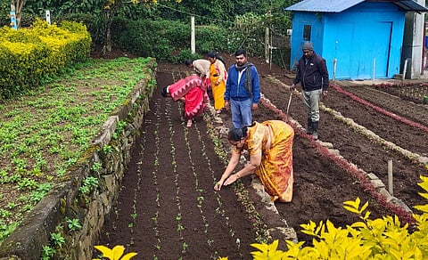 61-வது மலர்க் கண்காட்சிக்காக கொடைக்கானல் பிரையண்ட் பூங்காவில் மலர்ச் செடிகள் நடவு