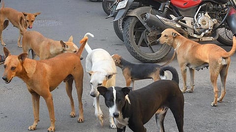 கோப்பு படம்