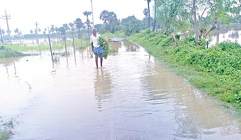 திருநெல்வேலி மாவட்டம் மானூர் ஒன்றியம் பிராஞ்சேரி ஊராட்சியில் சித்தன்பச்சேரி பகுதியில் தேங்கியுள்ள மழைநீர்.