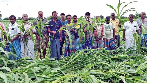 கயத்தாறு பகுதியில் மழையால் வேரோடு சரிந்து சேத மடைந்த மக்காச்சோளம் பயிர்களுடன் விவசாயிகள்.