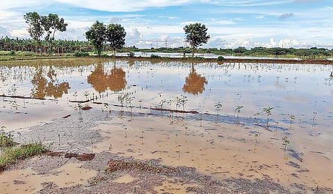 நீராவியில் மிளகாய் சாகுபடி செய்யப்பட்டுள்ள வயல்களில் தேங்கியுள்ள மழைநீர்.