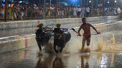 கம்பாளா போட்டியின்போது எருமை காளைகளை விரட்டிச்செல்லும் வீரர்