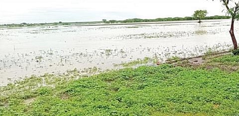 உச்சிநத்தம் கிராம வயல்களில் நீரில் மூழ்கிய மிளகாய் பயிர்கள்.