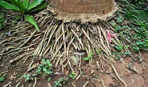 கேரள வேர் வாடல் நோய் பாதிப்பிலிருந்து தென்னையைக் காக்கும் வழிமுறைகள்
