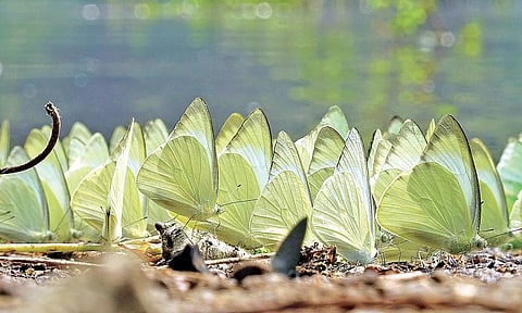 காமன் ஆல்பட்ராஸ் வகை பட்டாம்பூச்சிகள்.