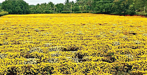 சென்னையில் பூக்கள் தேவை அதிகரிக்கும் என்ற எதிர்பார்ப்பில், ஓசூர் அடுத்த அளேசீபம் பகுதியில் விவசாயிகள் சாமந்தி பூக்களை அறுவடை செய்யாமல் தோட்டங்களில் அப்படியே விட்டுள்ளனர்.
