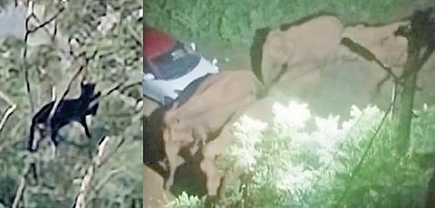 கோவை தடாகம் சாலை திருவள்ளுவர் நகர் அருகே மரத்தில் காணப்பட்ட கருஞ்சிறுத்தை. (அடுத்தபடம்) திப்பனூரில் நள்ளிரவு குடியிருப்பு பகுதியில் நுழைந்த யானை கூட்டம்.