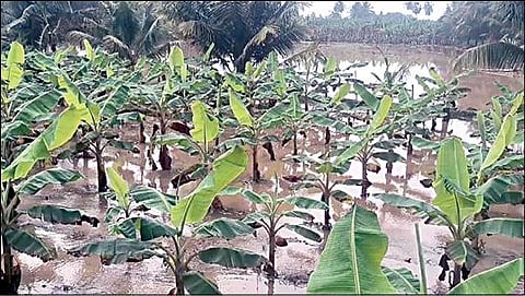 கனமழை காரணமாக மேட்டுப்பாளையம் அருகேயுள்ள சிறுமுகையில் வாழைத் தோப்பில் தேங்கிய மழைநீர்.