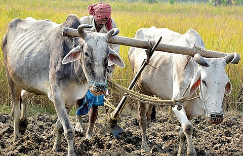 டிங்குவிடம் கேளுங்கள் 51: உழவுக்கு மாடுகள் மட்டும் பயன்படுத்தப்படுவது ஏன்?