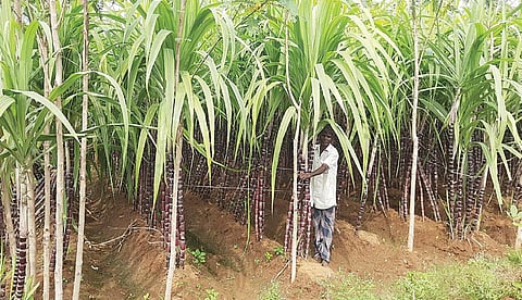 மேலச்சாலூரில் கயிற்றால் கட்டப்பட்டுள்ள செங்கரும்புகள்